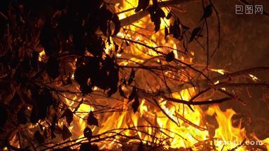 森林大火枯树枝篝火木炭燃烧